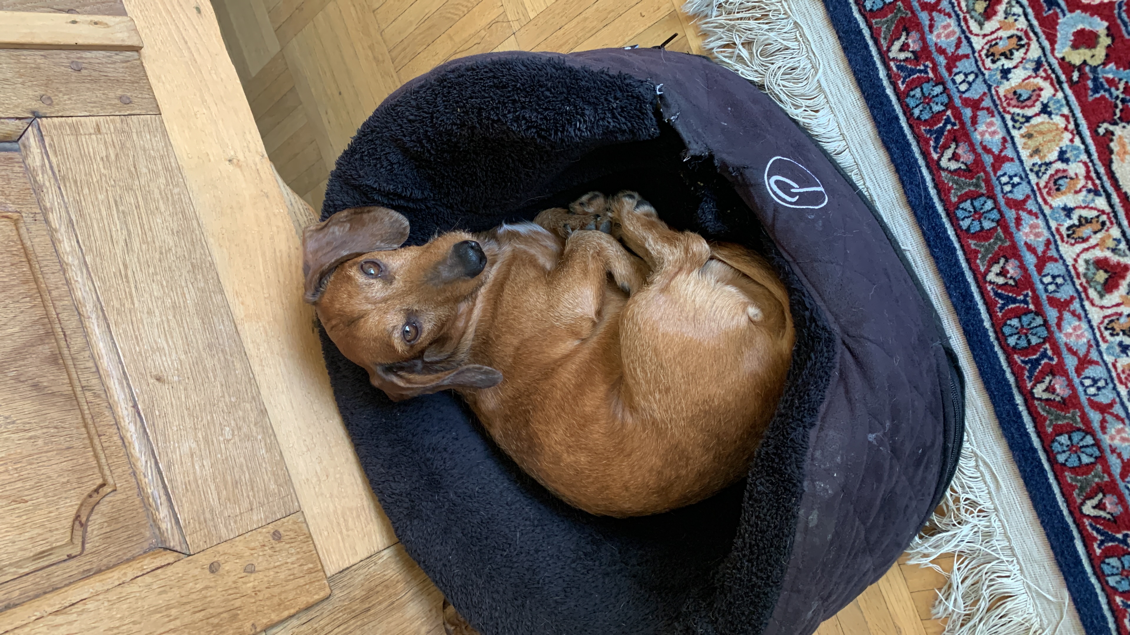 Snoopy – Feelgood Manager